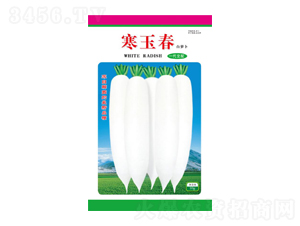 寒玉春一代交配白蘿卜-德利田豐農(nóng)業(yè)